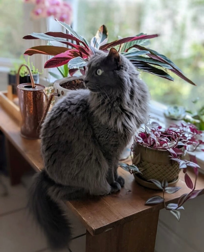 Hugo