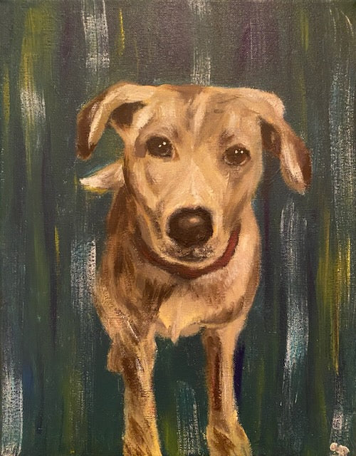 Pet Portraits
